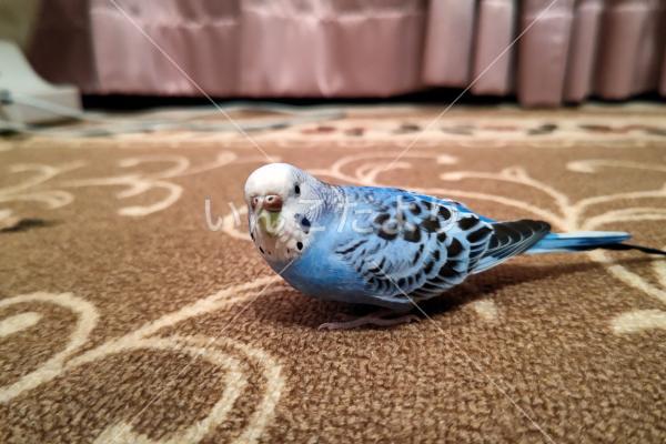 迷い鳥の写真