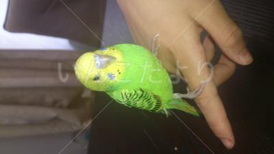 保護鳥の写真
