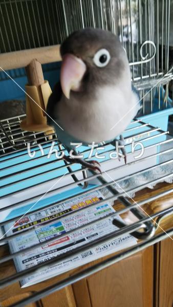 迷い鳥の写真