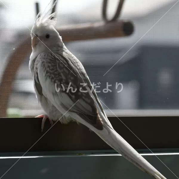 迷い鳥の写真