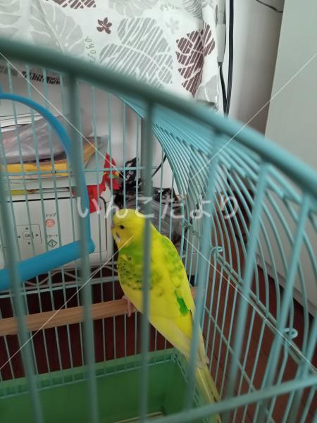 保護鳥の写真