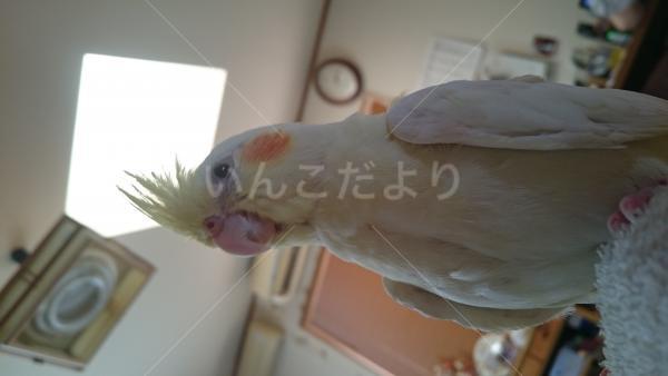 迷い鳥の写真