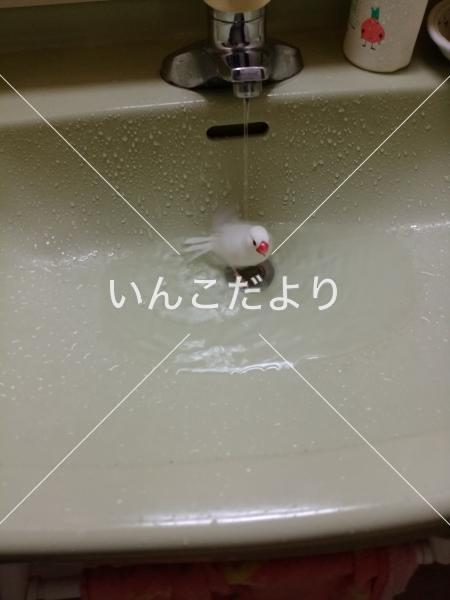迷い鳥の写真