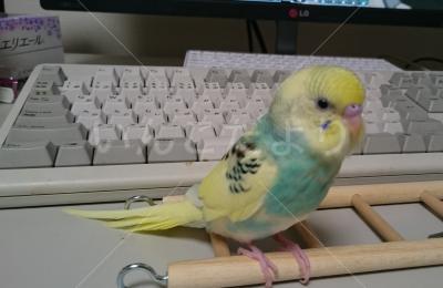 迷い鳥の写真