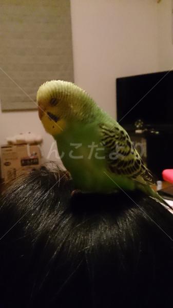 迷い鳥の写真
