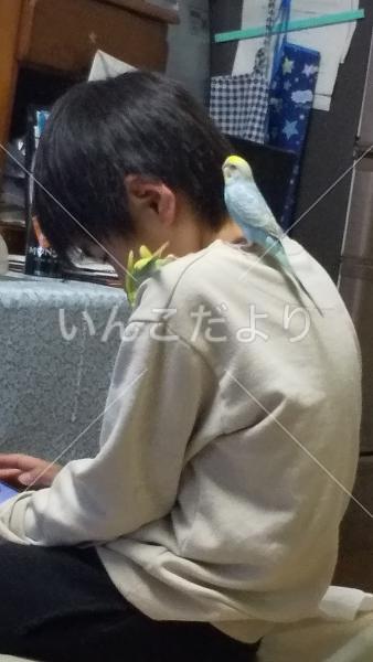 迷い鳥の写真