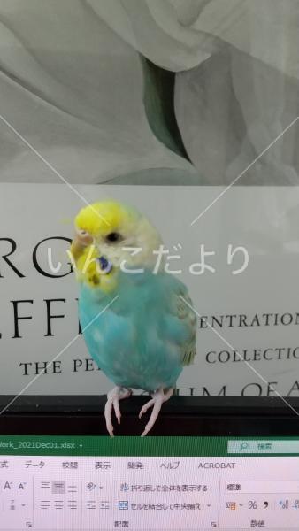 迷い鳥の写真