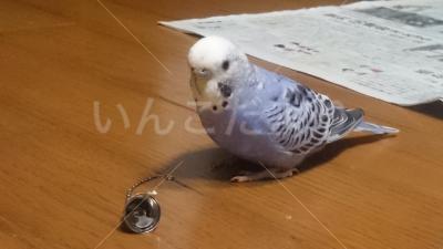 迷い鳥の写真