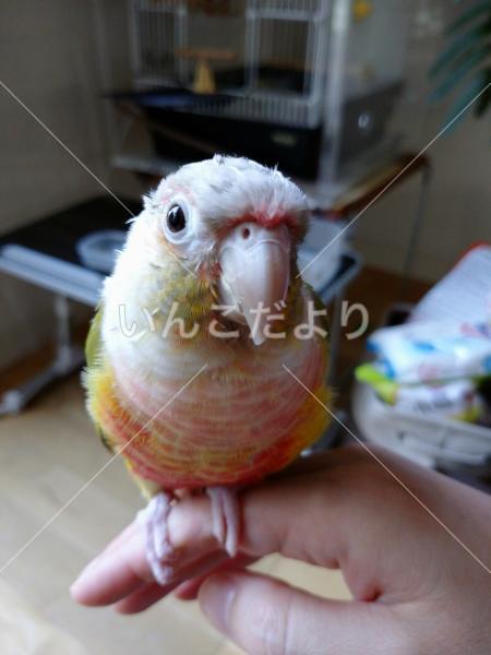 迷い鳥の写真