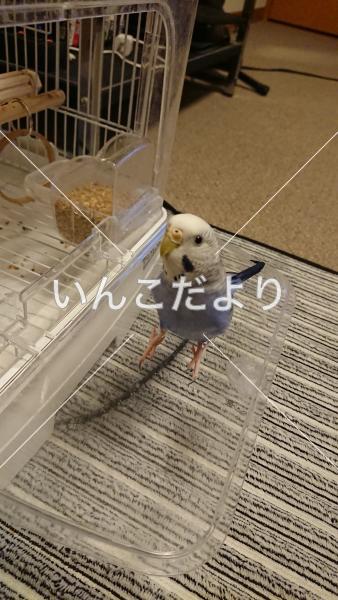 迷い鳥の写真