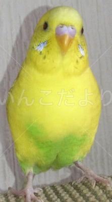 迷い鳥の写真