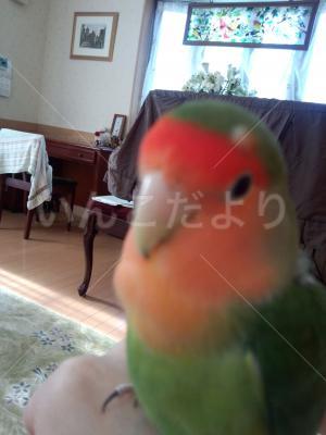 迷い鳥の写真