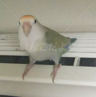 保護鳥の写真