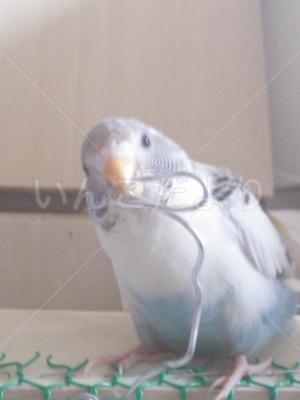 迷い鳥の写真