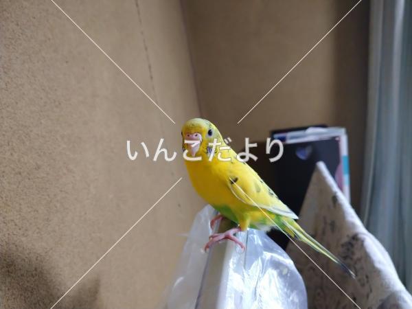 迷い鳥の写真