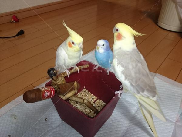 迷い鳥の写真