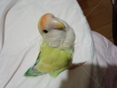 迷い鳥の写真