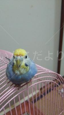 迷い鳥の写真