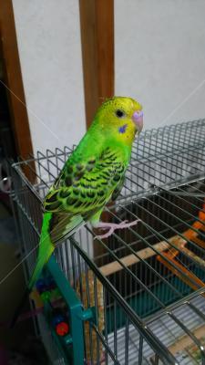 迷い鳥の写真