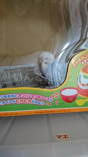 保護鳥の写真