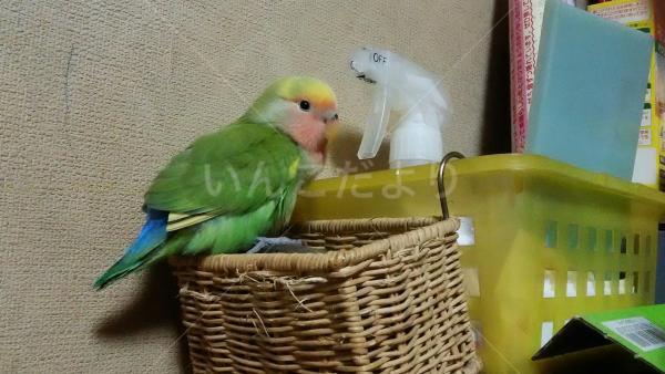 迷い鳥の写真