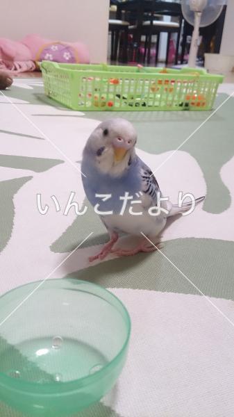 迷い鳥の写真