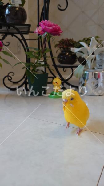 迷い鳥の写真
