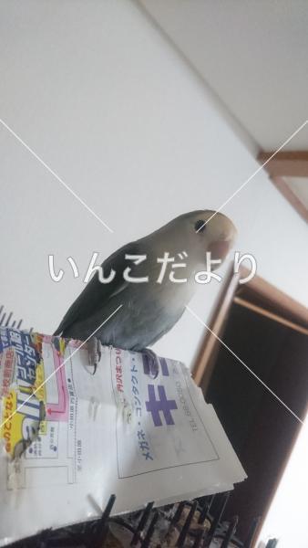 迷い鳥の写真