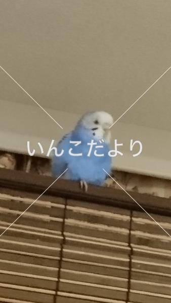 迷い鳥の写真