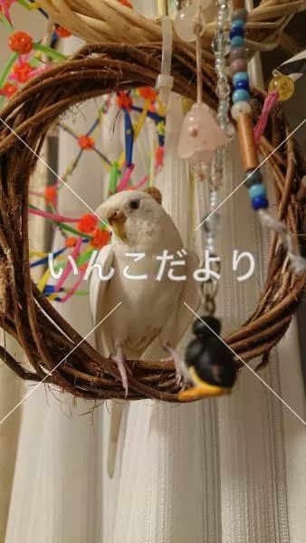 迷い鳥の写真