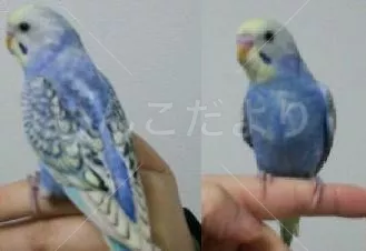 保護鳥の写真