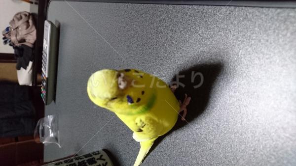 迷い鳥の写真