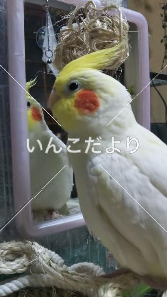 迷い鳥の写真