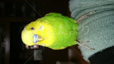 迷い鳥の写真