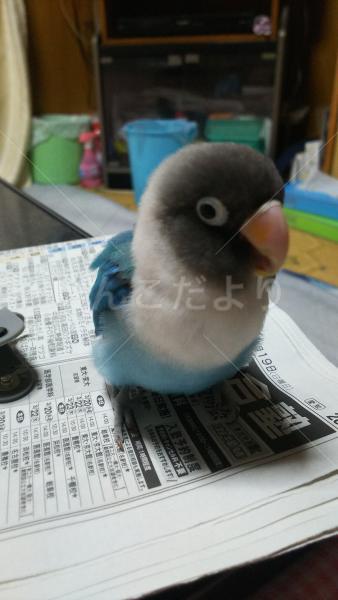 迷い鳥の写真