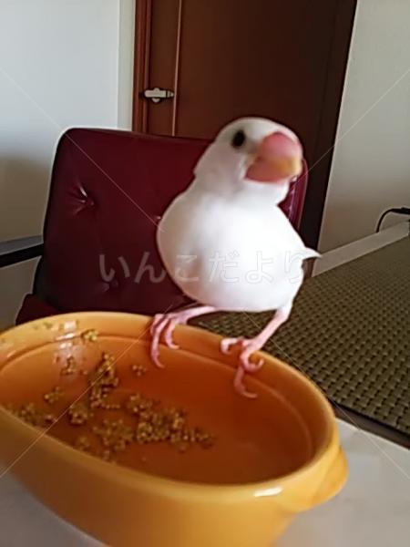 迷い鳥の写真