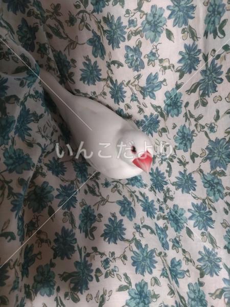 迷い鳥の写真