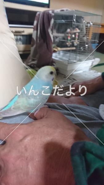 迷い鳥の写真