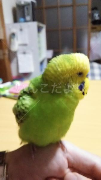 迷い鳥の写真