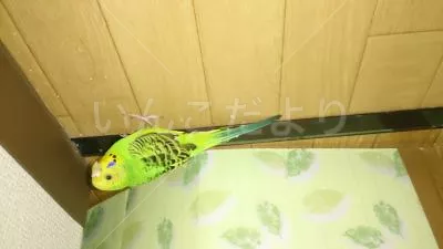 保護鳥の写真