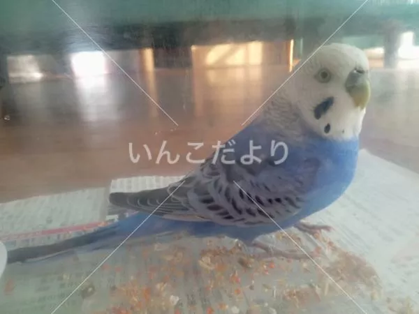 保護鳥の写真
