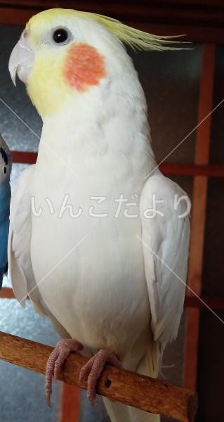 迷い鳥の写真