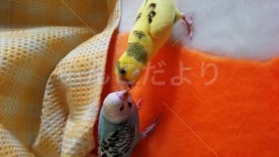 迷い鳥の写真