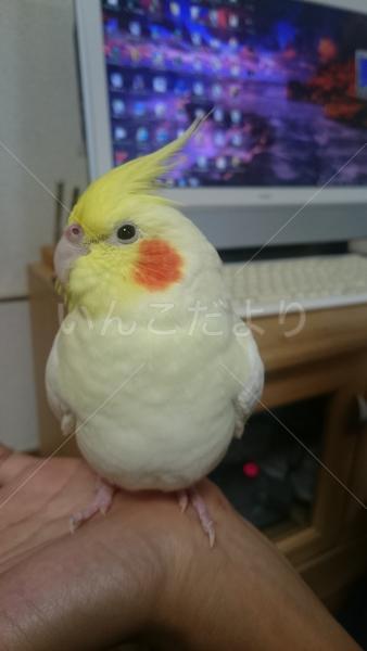 迷い鳥の写真