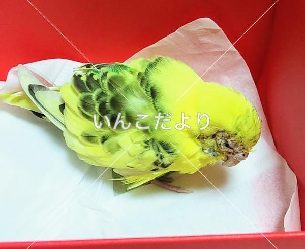 保護鳥の写真