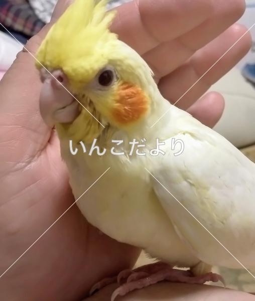 迷い鳥の写真
