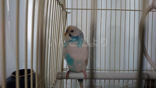保護鳥の写真