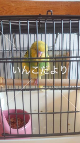 保護鳥の写真