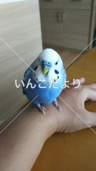 迷い鳥の写真