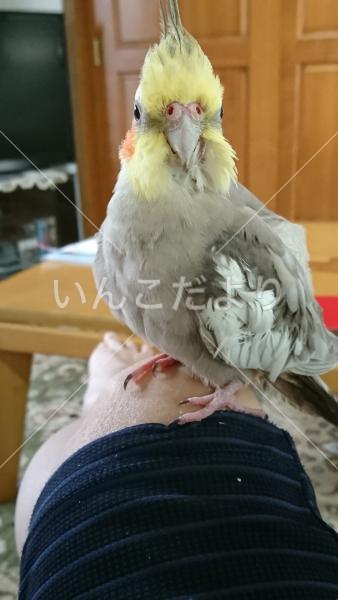 迷い鳥の写真